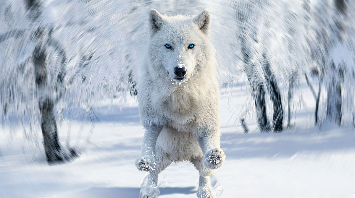 3D characters - wolf