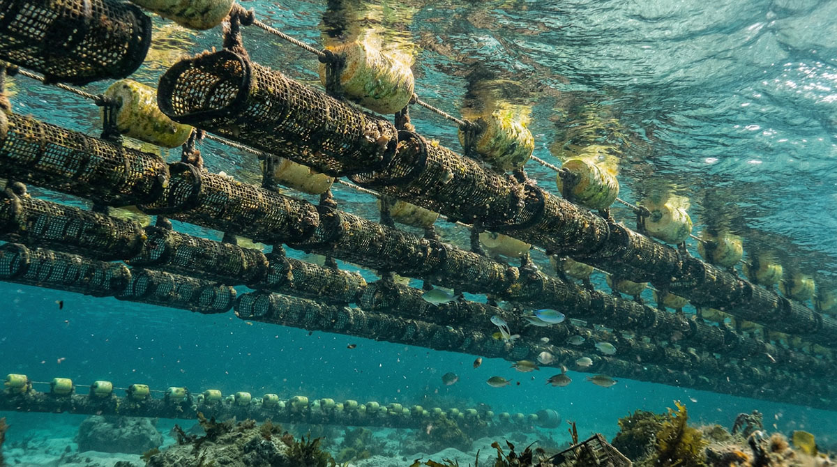 Ocean Fish Farm